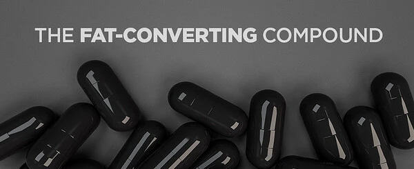 How to Change White Fat to Brown Fat